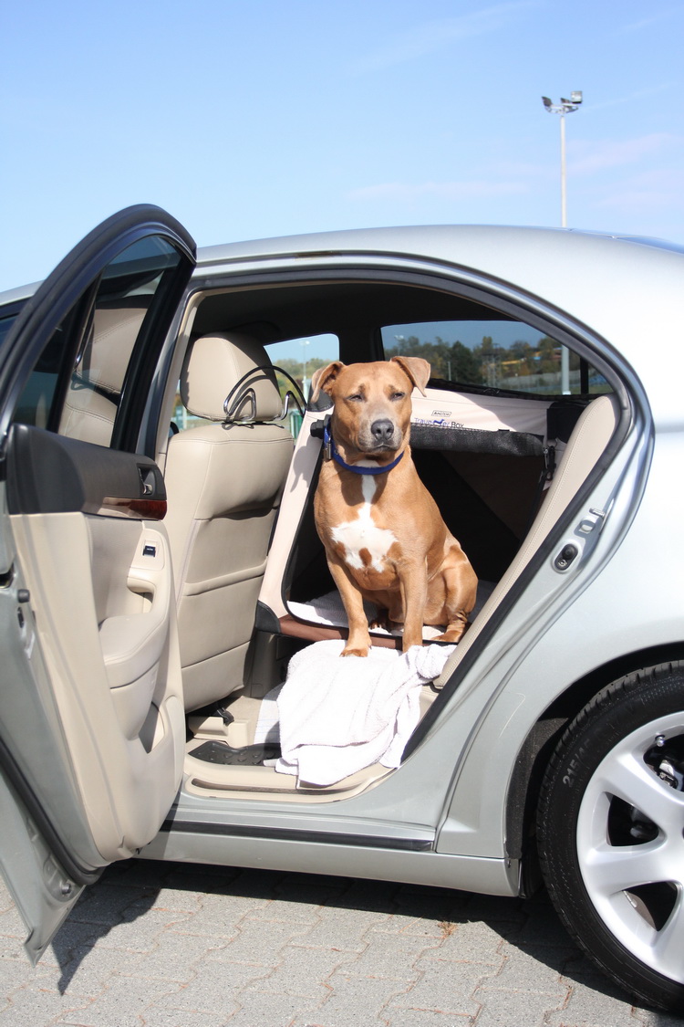 Kutya Szallitas Autoban 4